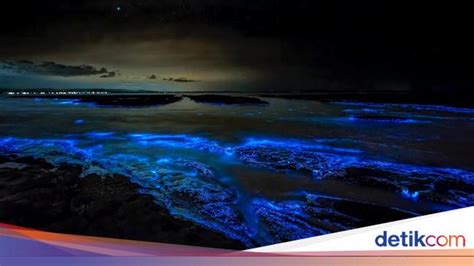 Contoh kalimat bioluminescence  2